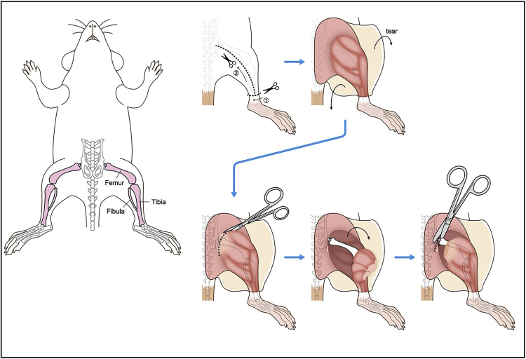 Figure 1