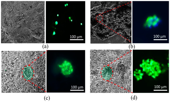 Figure 22