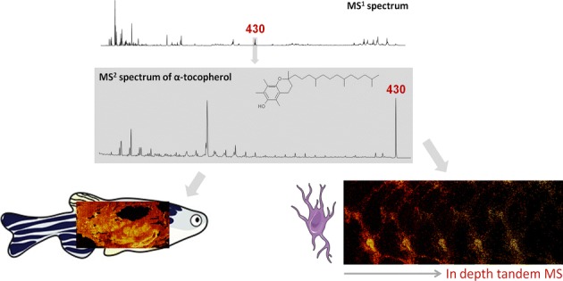 Graphical Abstract