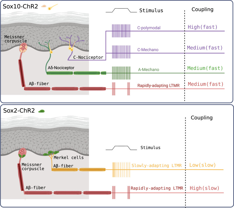 Fig. 7