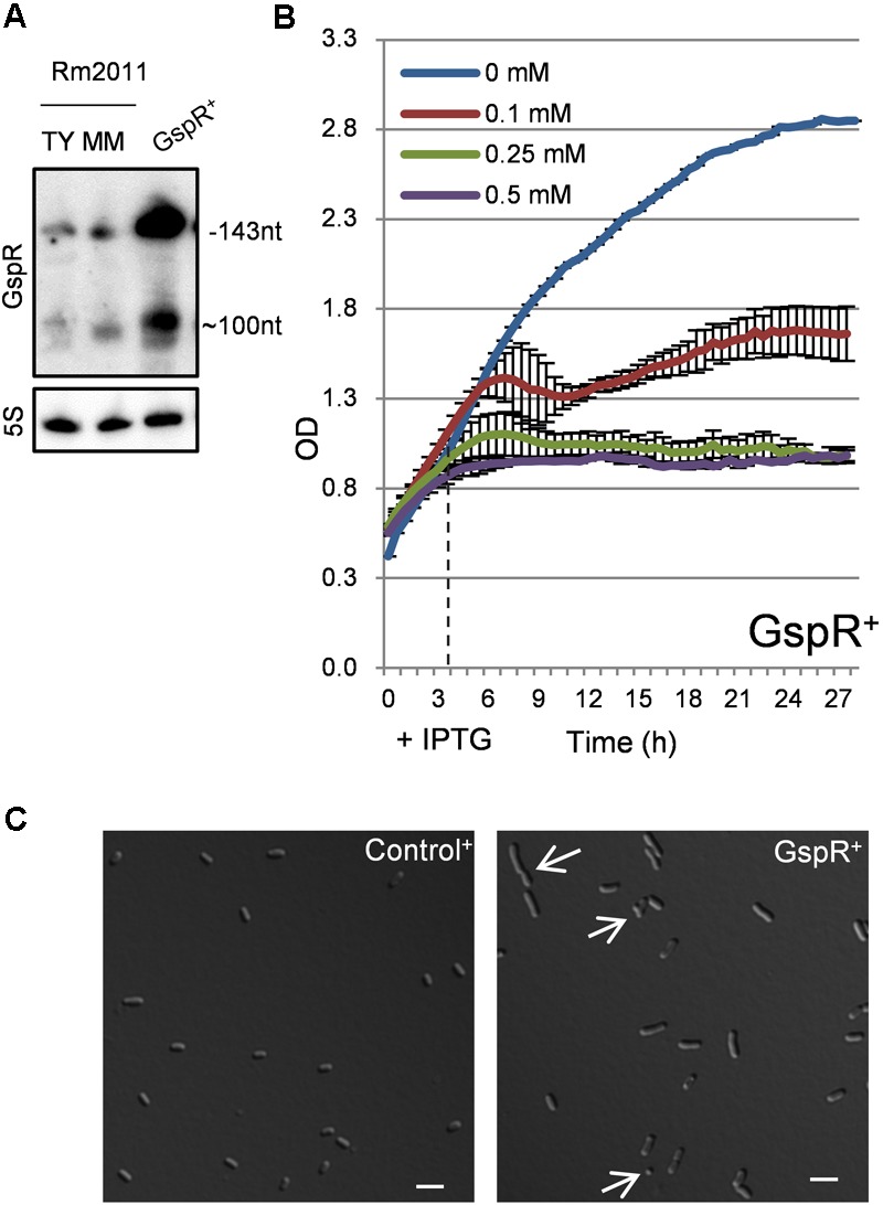 FIGURE 3