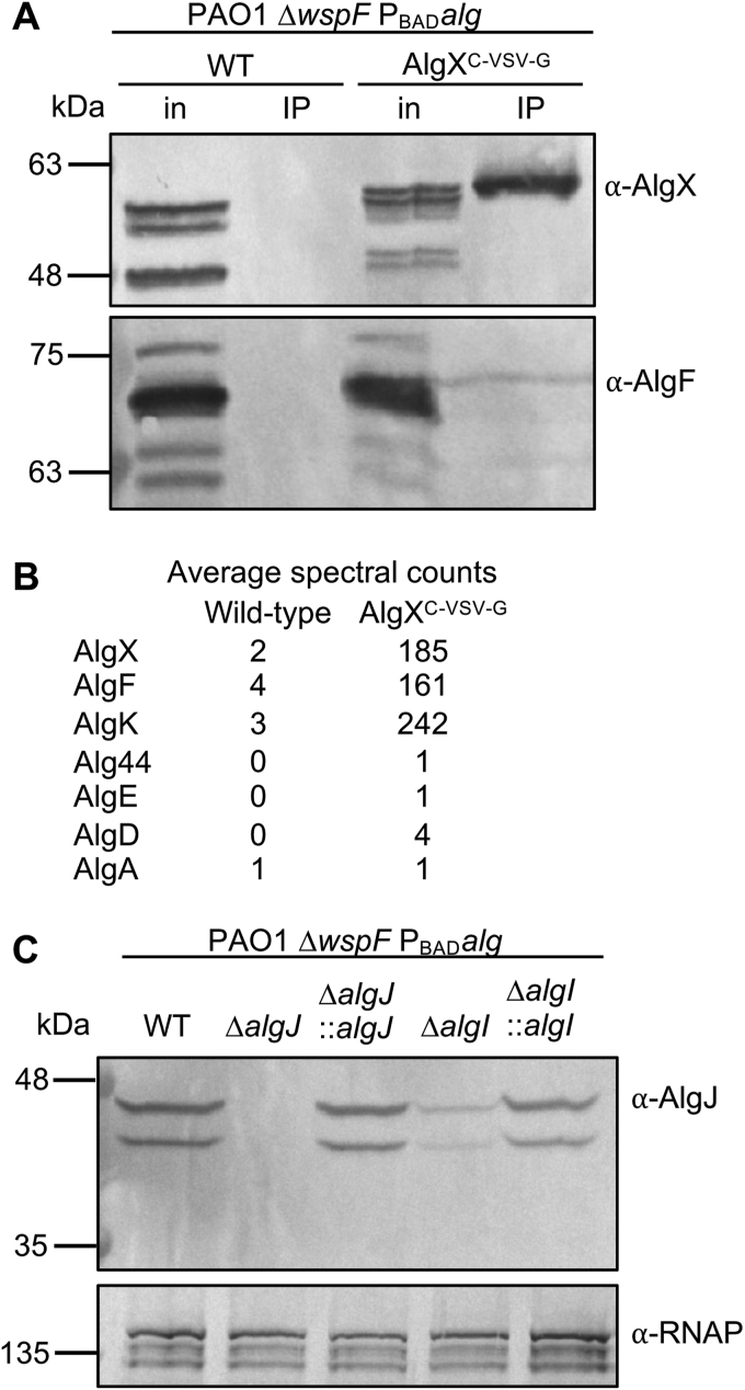 Figure 5