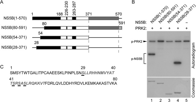 FIG 2