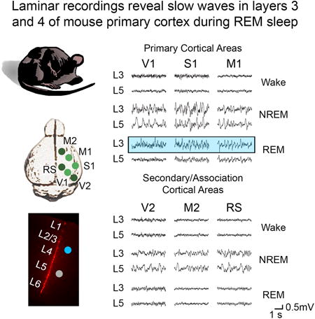 graphic file with name nihms753262u1.jpg