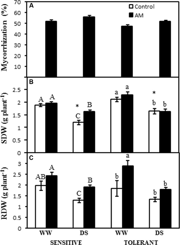 FIGURE 1