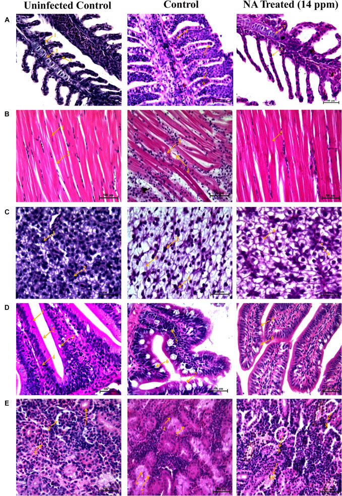 FIGURE 10