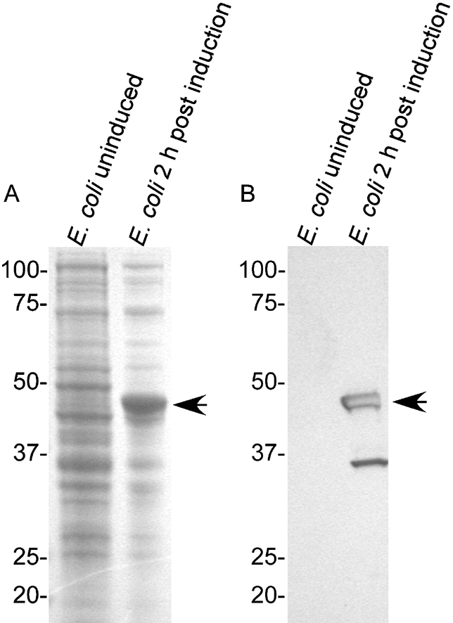 Fig. 5.