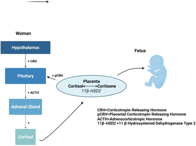 Figure 4