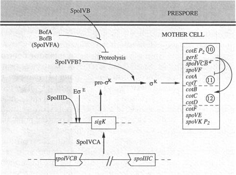 graphic file with name microrev00024-0033-a.jpg