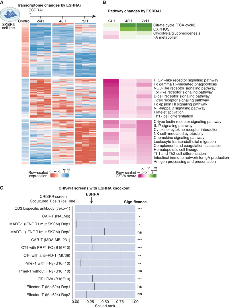 Figure 3. Signaling induced by ESRRAi in vitro. Abbreviations: GSVA, gene set variation analysis. A, DEGs between ESRRAi and control in the SKBR3 cell line at three-time points. Genes were clustered by K-means. B, Pathway enrichment scores corresponding to clusters of DEGs shown in A. C, ESRRA knockout potentiates T-cell killing as observed in CRISPR knockout screens in cancer cells cocultured with T cells. The black line represents the relative position of ESRRA knockout among all gene knockouts ranked from most depleted to least depleted. The significance of ESRRA knockout in screens is also displayed.