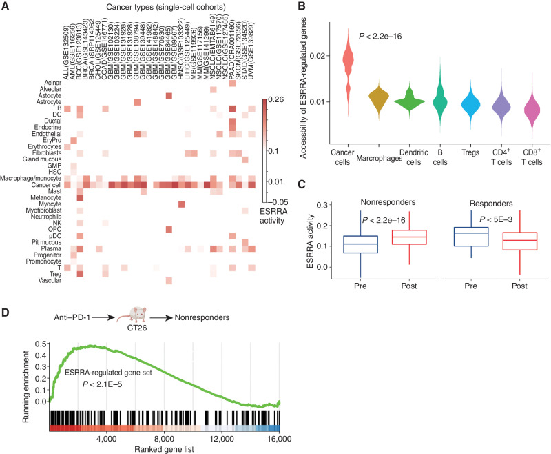 Figure 4. ESRRA is activated in immunotherapy-resistant tumors and its inhibition does not adversely affect CD8+ T cells. Abbreviations: CTL, cytotoxic T cell; MDSC, myeloid-derived suppressor cells; P values estimated by the Wilcoxon rank-sum test. A, ESRRA activity in cancer and immune cells from 30 scRNA-seq cohorts. B, The chromatin accessibility of ESRRA targets in different cell types from scATAC-seq data of a skin cancer cohort. C, Cancer cell ESRRA activity in patient (skin cancer) tumors with pre- and post- anti–PD-1 treatment for responders and nonresponders. D, Enrichment analysis of ESRRA-regulated gene set in nonresponding CT26 mice after anti–PD-1 treatment.