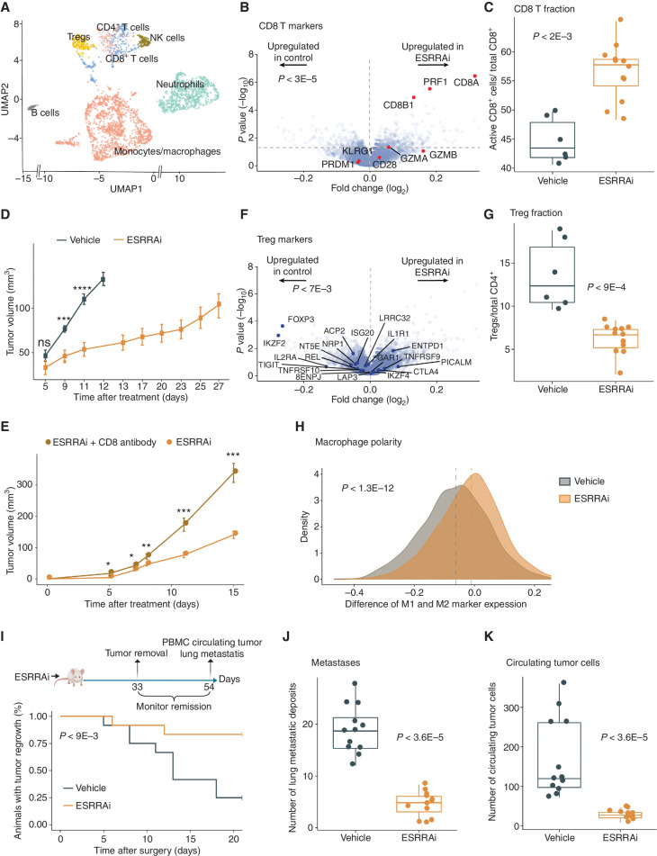 Figure 2. ESRRA inhibition activates antitumor immunity in 4T1 mice. P values using Wilcoxon rank-sum test unless stated otherwise. Tregs, regulatory T cells; ESRRAi, ESRRA inhibitor. A, UMAP display of scRNA-seq of tumor-infiltrating CD45+ cells from ESRRAi and vehicle-treated mice. B, Markers of activated CD8+ T cells in genes differential expressed by ESRRAi in lymphoid cells from treated mice. Significance of up/downregulation of marker sets estimated using permutation tests. C, Fractions of CD8+ T cells identified by flow cytometry. D, Tumor volume comparisons between ESRRAi and control. E, Tumor volume comparisons between ESRRAi with and without CD8 antibody. F, Markers of Tregs in genes differential expressed by ESRRAi in lymphoid cells from treated mice. Significance of up/downregulation of marker sets estimated using permutation tests. G, Fractions of Tregs identified by flow cytometry. H, Densities of macrophage polarization toward M1 (i.e., for each macrophage cell, macrophage polarization = average expression of M1 markers − average expression M2 markers), also see Supplementary Fig. S2O and S2P. I–K, Measurements done after tumors were surgically removed in ESRRAi or vehicle-treated mice comparing: tumor regrowth rate (i.e., 1—relapse rate; I), lung metastasis deposits (J), circulating tumor cells in the blood (K).