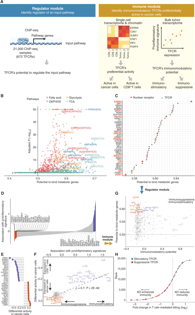 Figure 1. Identification of immune-metabolic regulators. Abbreviations: TFCR, transcription factor and chromatin regulator; RP, regulatory potential of TFCR; TCA, tricarboxylic acid cycle; OXPHOS, oxidative phosphorylation. A, Overall schematic of regulation and immune modules of BipotentR. The regulator module identifies regulators of an input pathway using ChIP-seq data. The immune module identifies TFCRs that show immunostimulatory or immunosuppressive properties in bulk tumor transcriptomes, and are preferentially active in cancer cells (using single-cell tumor transcriptomes). B, Output of BipotentR regulator module. Potential and significance of regulators to bind cis-regulatory elements of genes in four energy metabolism pathways. Each dot indicates a regulator, colored by individual pathways. C, The potential of top predicted master regulators to bind energy metabolism genes. Nuclear receptors are displayed in red. D, TFCRs with positive (or negative) associations with proinflammatory signatures are predicted immunostimulators (purple; or immunosuppressors, orange). E, Top TFCRs predicted to be preferentially active in cancer cells (orange; or CD8+ T cells, purple) and their differential activity (estimated from single-cell data). F, Output of BipotentR immune module: combined association with proinflammatory signatures (D, estimate from bulk RNA-seq) and differential activity in cancer cells (E, estimate from single-cell data) are displayed for each TFCR. G, Immune-metabolic regulators identified by BipotentR. Energy regulatory potentials (estimated by regulator module) and immune-modulatory potentials (estimated by immune module) of TFCRs. Highlighted TFCRs are significant and among the top 15% in both modules. Immunostimulators (purple) and immunosuppressors (orange) are colored. H, Validation of BipotentR-identified targets. Effect of knockout of target identified by BipotentR on T-cell–mediated killing of cancer cells.