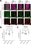 Figure 5—figure supplement 1.