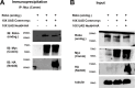 Figure 7—figure supplement 1.