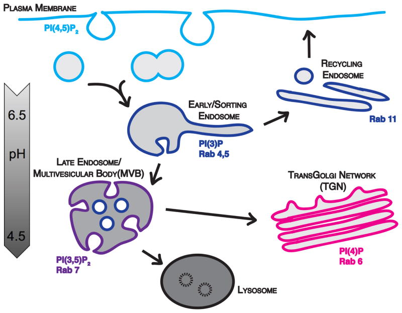 Endocytic Pathways and Endosomal Trafficking: A Primer - PMC