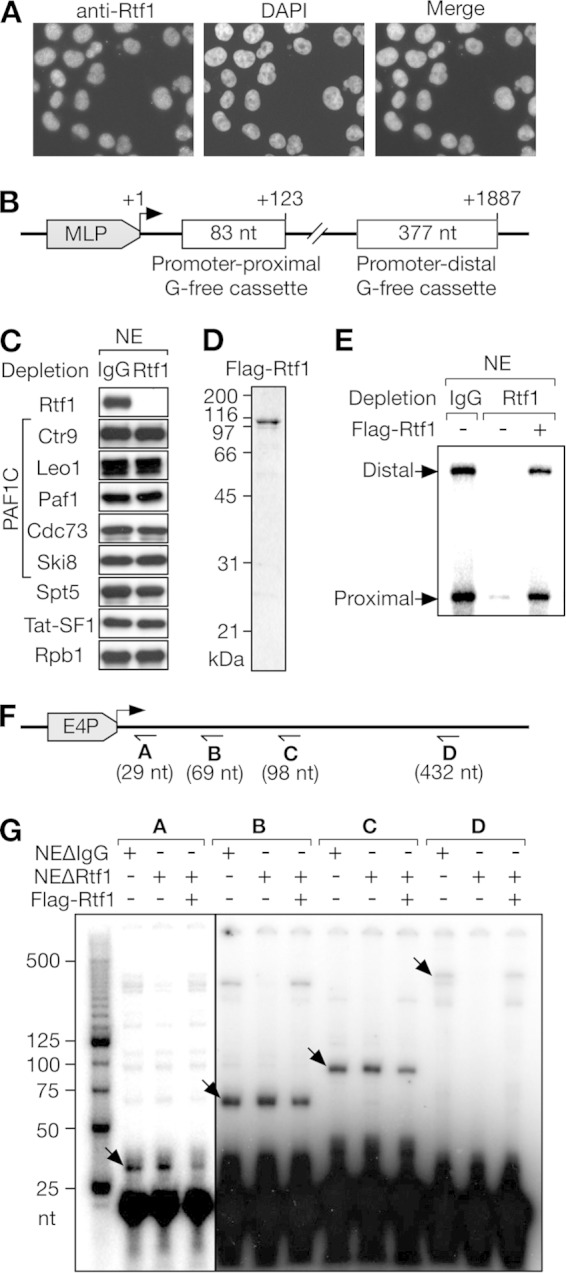 FIG 1