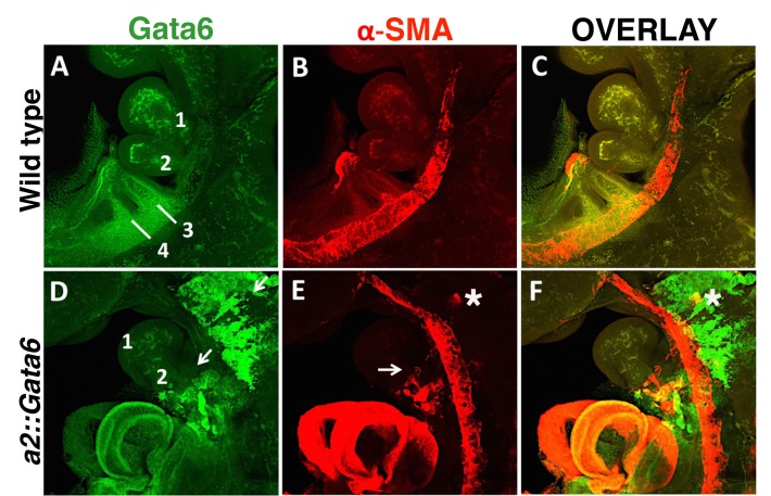 Figure 5—figure supplement 1.