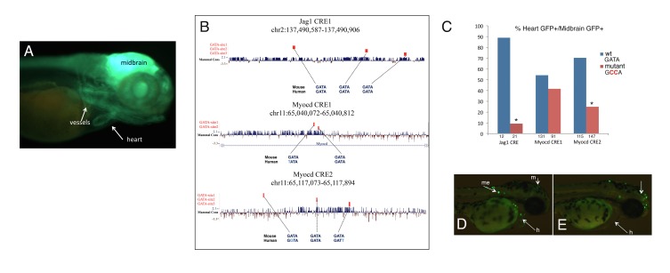 Figure 4—figure supplement 2.