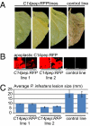 Fig. 5.