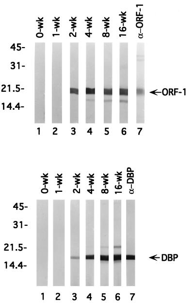 FIG. 6