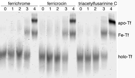 FIG. 5.