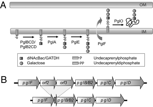 Fig. 1.