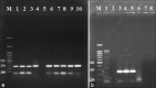 Figure-4