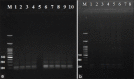 Figure-5