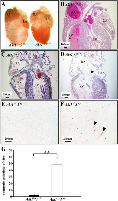 FIG.3.