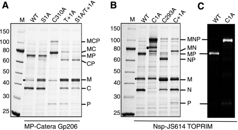 Fig. 3.