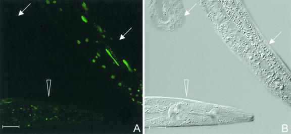 FIG. 7.