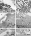 FIG. 2.