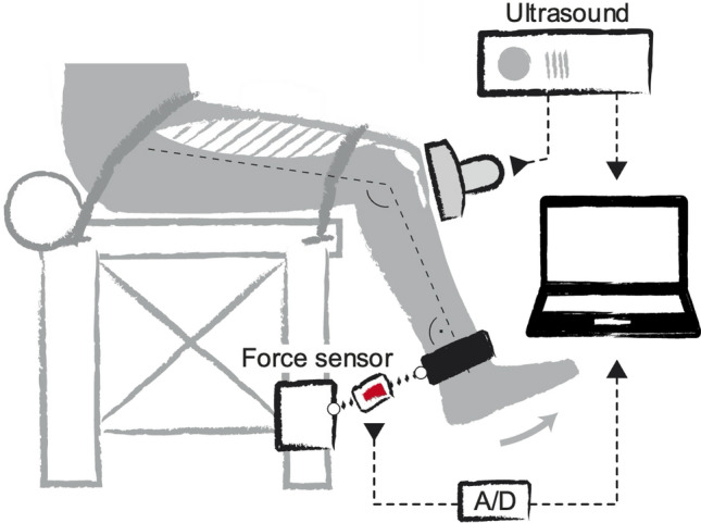 Fig. 1