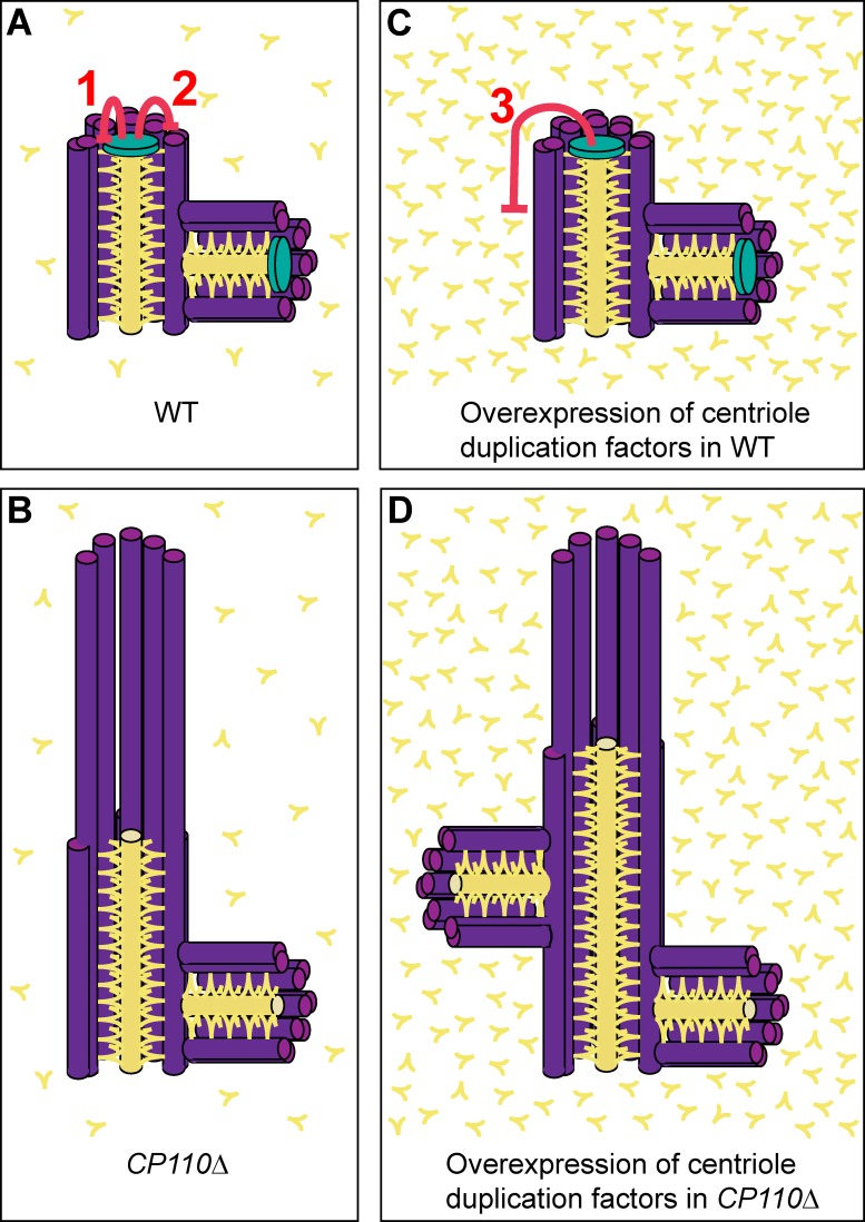 Figure 7.