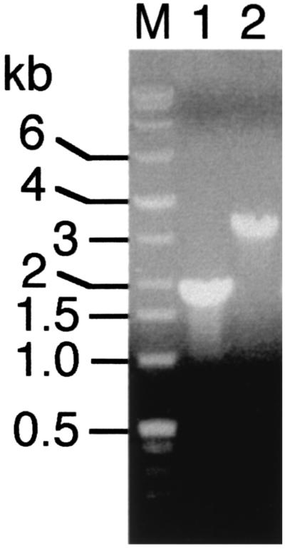 FIG. 2.