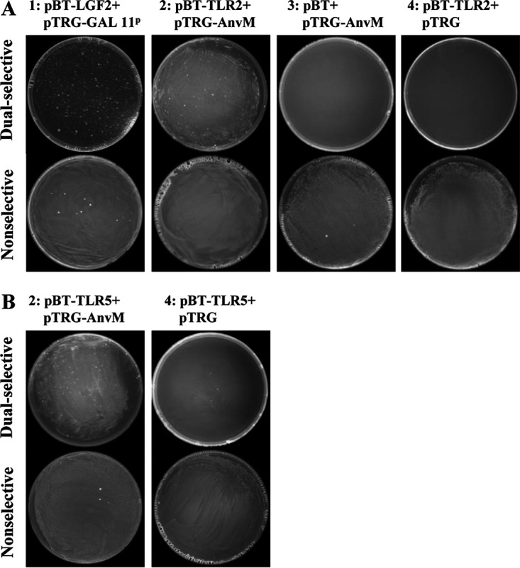 FIG 5A/B