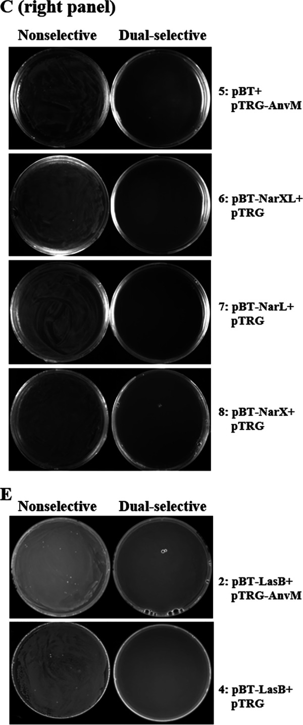 FIG S2C/E