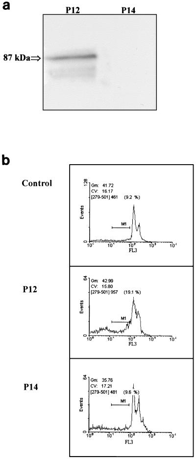 FIG. 1