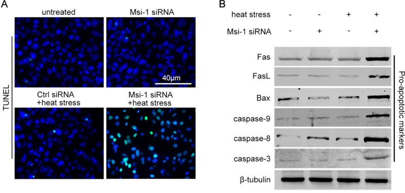 FIGURE 6: