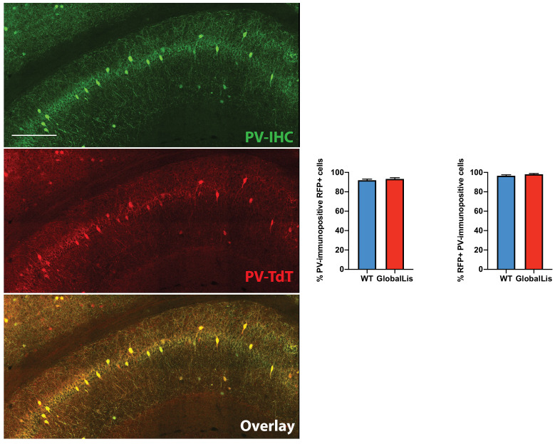 Figure 2—figure supplement 1.