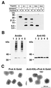 FIG. 5