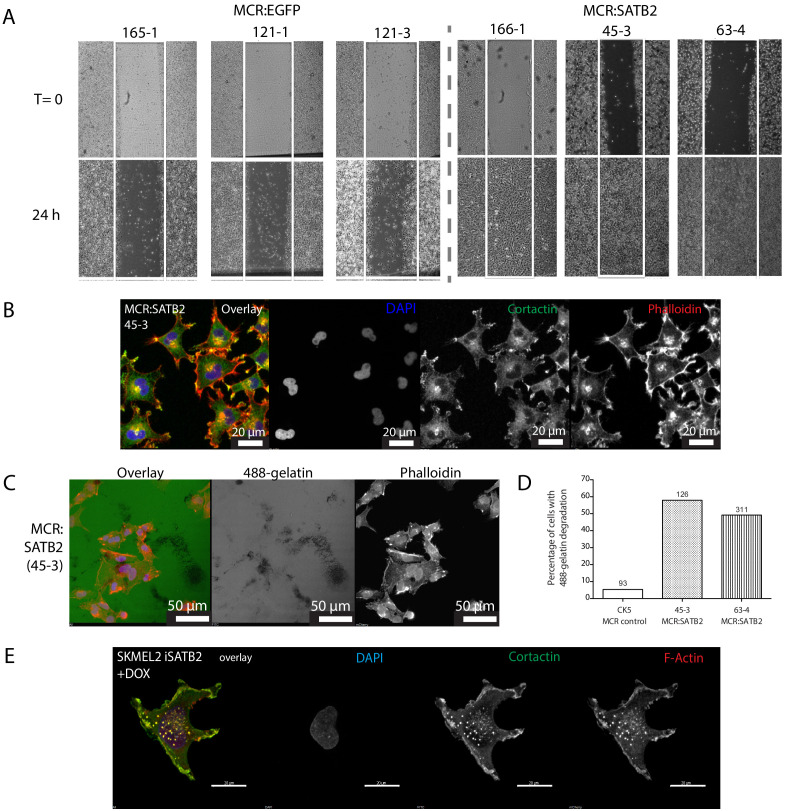 Figure 2—figure supplement 1.