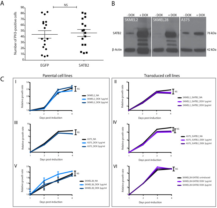 Figure 1—figure supplement 4.