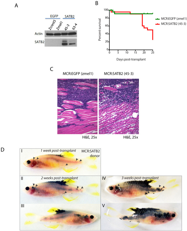 Figure 2—figure supplement 2.