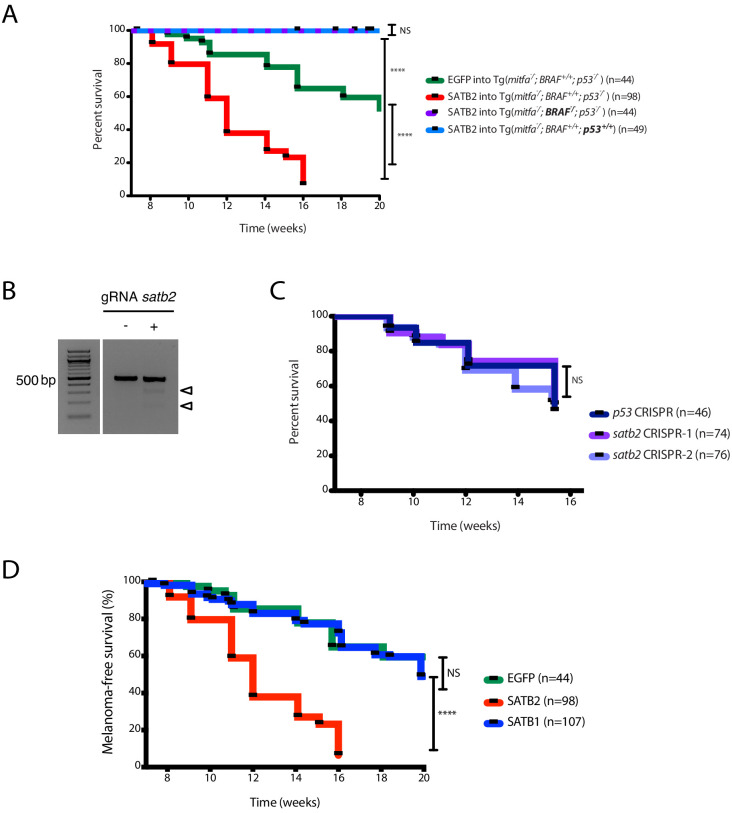 Figure 1—figure supplement 3.