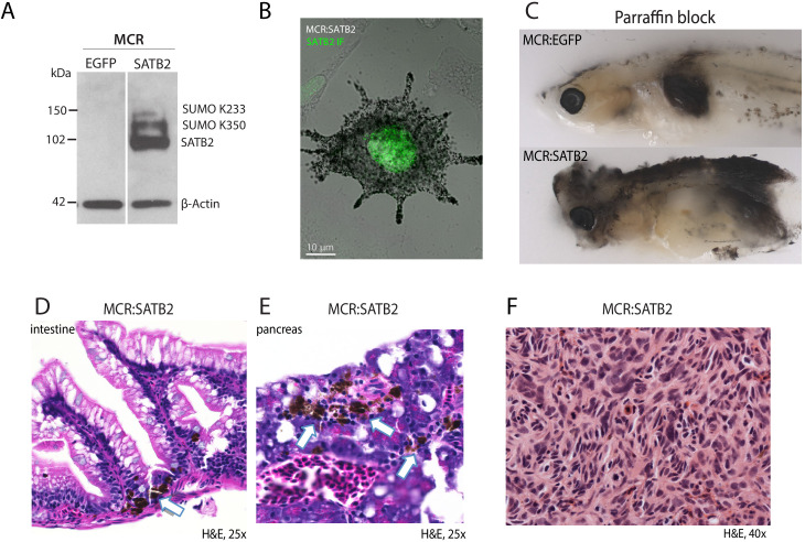 Figure 1—figure supplement 2.