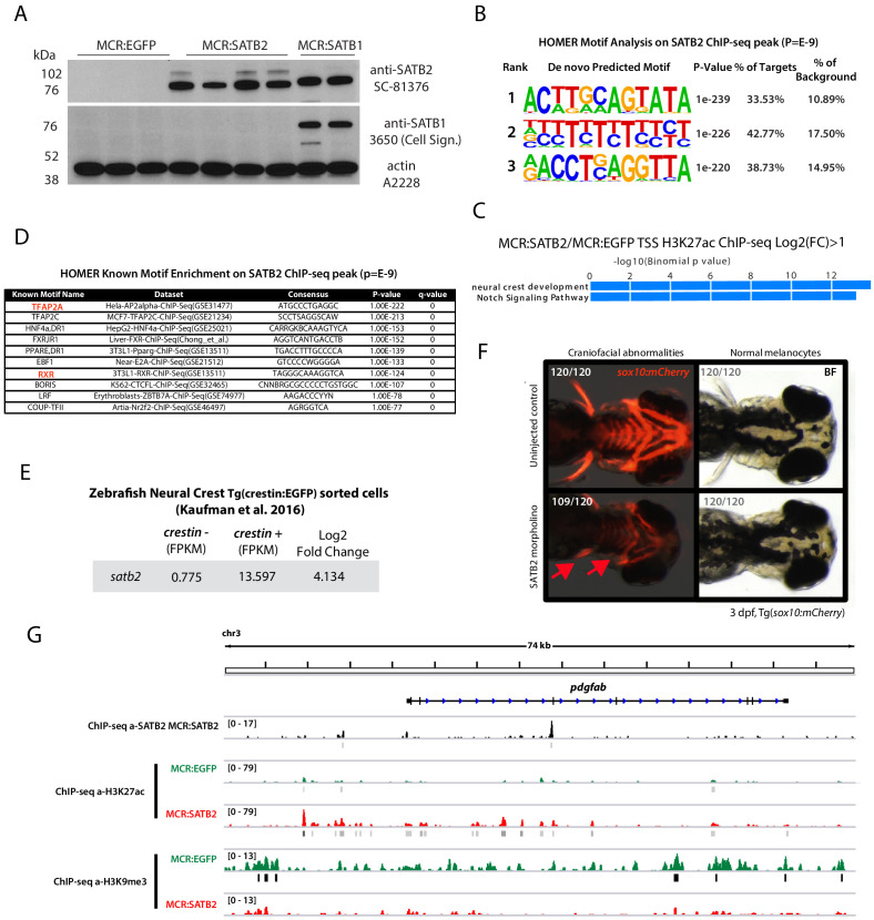 Figure 3—figure supplement 1.