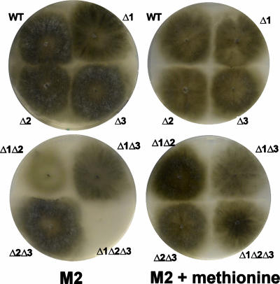 FIG. 2.