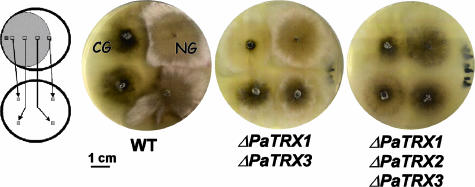 FIG. 3.